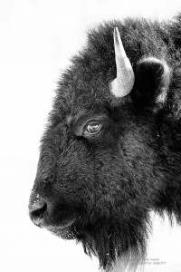 Bison Formal Portrait