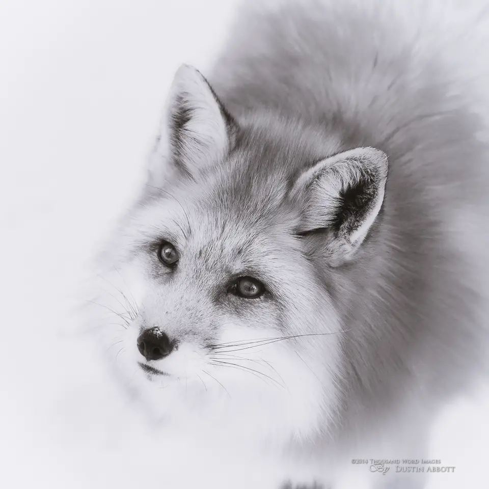 ผลการค้นหารูปภาพสำหรับ silver fox