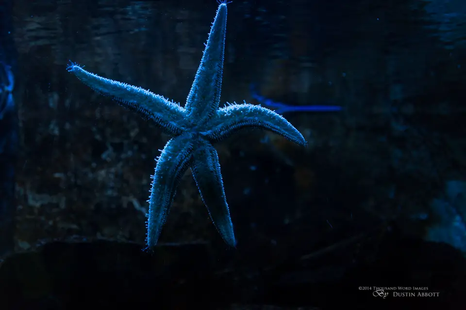 114 Starfish