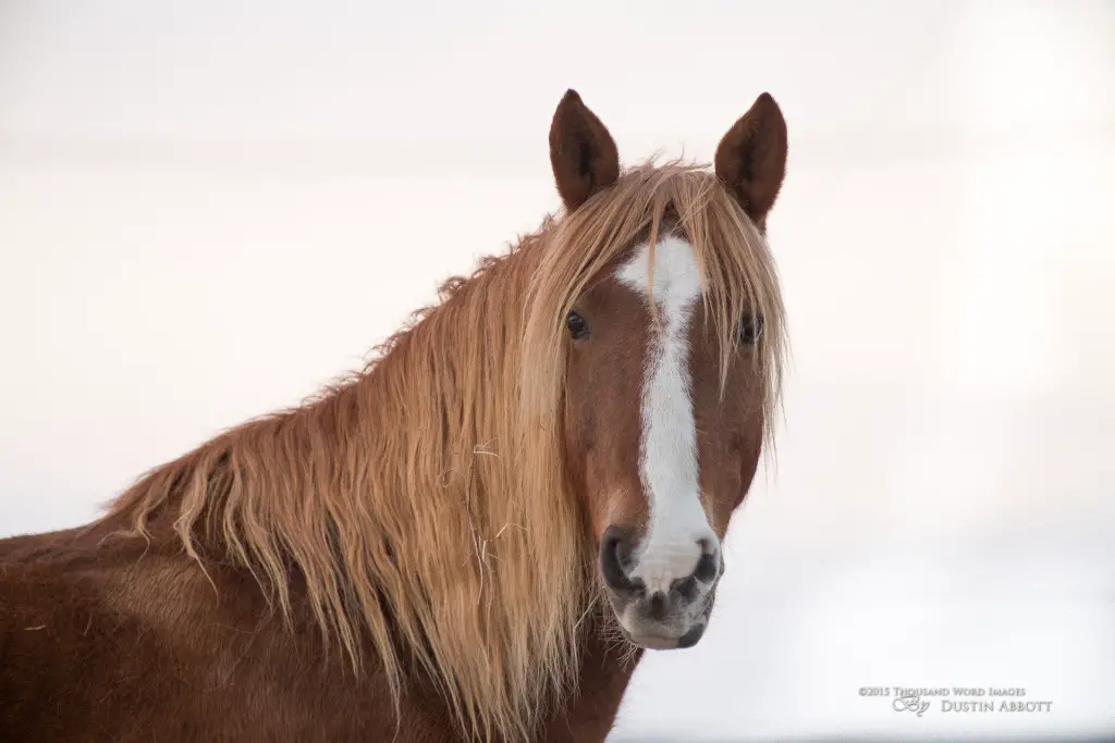 11 Horse Portrait Original Ratio