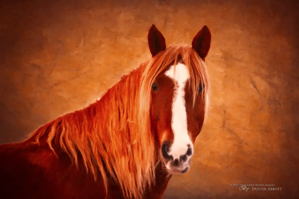 12 Horse Portrait Final Original Ratio