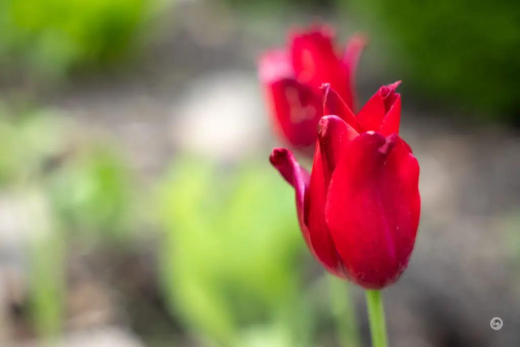 Exploring Creativity: The Sigma 17-40mm F1.8 DC ART Showcase 11 Exploring Creativity: The Sigma 17-40mm F1.8 DC ART Showcase-